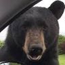 Ron el oso
